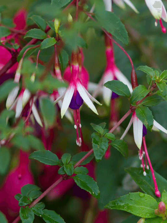 Fuchsia magellanica Arauco